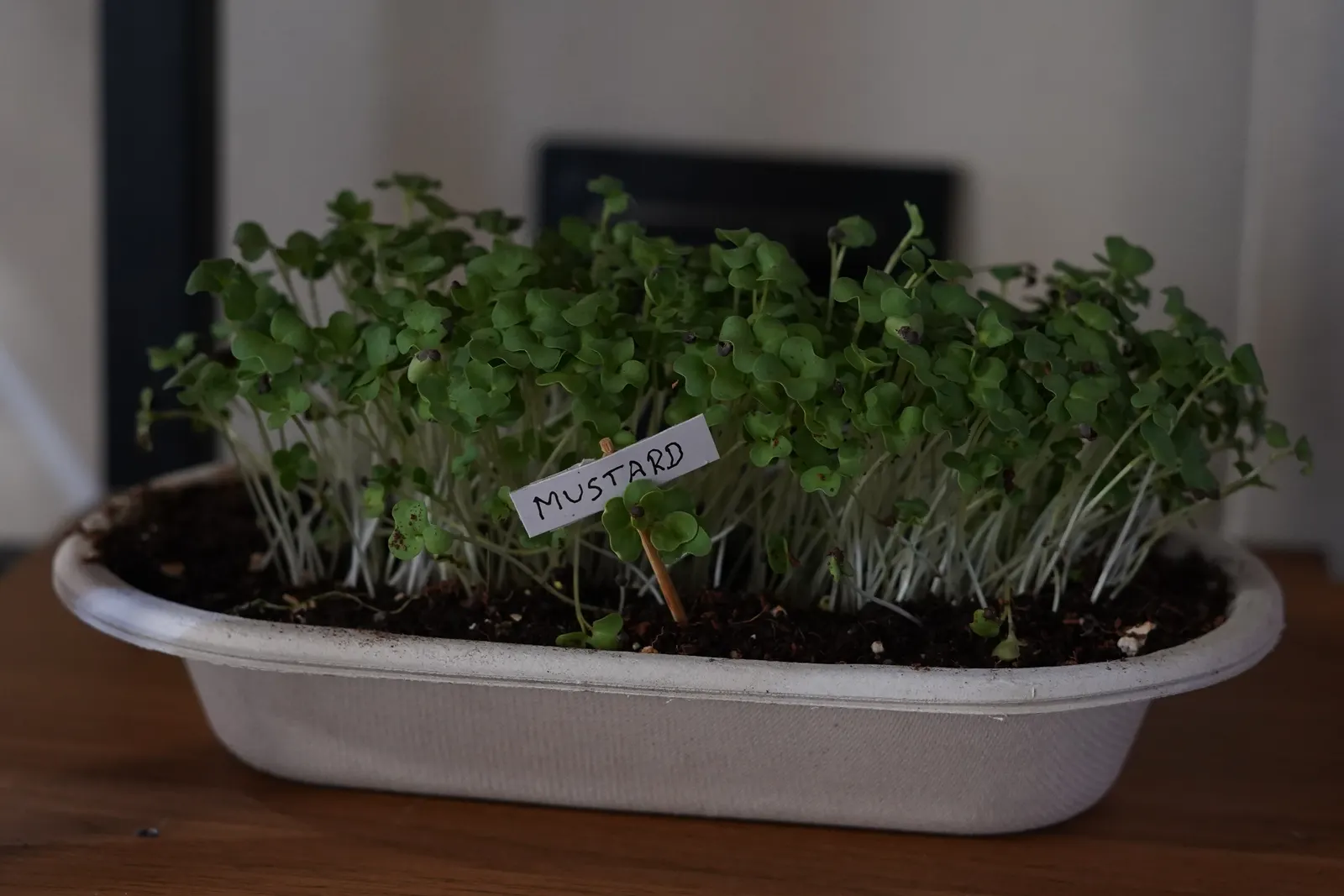 A tray of mustard microgreens grown for the bowls